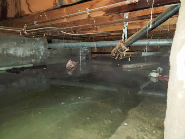 Best Basement water damage restoration  in Seville, OH